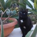 Michael, il gatto con i calzini bianchi